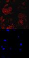 Cell Death Inducing DFFA Like Effector C antibody, AF6960, R&D Systems, Immunofluorescence image 
