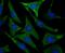 Peroxiredoxin 2 antibody, NBP2-75614, Novus Biologicals, Immunofluorescence image 