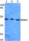 Mesoderm posterior protein 2 antibody, A07046, Boster Biological Technology, Western Blot image 
