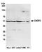 Carnosine Dipeptidase 2 antibody, A305-565A, Bethyl Labs, Western Blot image 