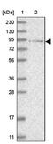 Lebercilin LCA5 antibody, PA5-56049, Invitrogen Antibodies, Western Blot image 