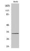 MAS Related GPR Family Member G antibody, A18678, Boster Biological Technology, Western Blot image 