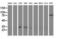 Non-Homologous End Joining Factor 1 antibody, LS-C172447, Lifespan Biosciences, Western Blot image 