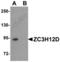 Zinc Finger CCCH-Type Containing 12D antibody, TA306956, Origene, Western Blot image 