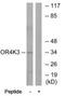 Potassium Voltage-Gated Channel Modifier Subfamily V Member 2 antibody, TA316201, Origene, Western Blot image 