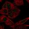 ATRX Chromatin Remodeler antibody, NBP2-55953, Novus Biologicals, Immunofluorescence image 