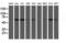Chimerin 1 antibody, M04240-2, Boster Biological Technology, Western Blot image 