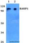 Ras Interacting Protein 1 antibody, A10732, Boster Biological Technology, Western Blot image 