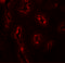 AP-3 complex subunit sigma-1 antibody, 6391, ProSci, Immunofluorescence image 