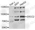 ERCC Excision Repair 2, TFIIH Core Complex Helicase Subunit antibody, A5640, ABclonal Technology, Western Blot image 