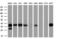 Leucine carboxyl methyltransferase 1 antibody, M08421, Boster Biological Technology, Western Blot image 