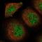 Solute Carrier Family 35 Member A5 antibody, NBP1-83636, Novus Biologicals, Immunofluorescence image 