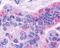 Free fatty acid receptor 4 antibody, TA317632, Origene, Immunohistochemistry frozen image 