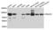 DnaJ homolog subfamily C member 2 antibody, LS-C333472, Lifespan Biosciences, Western Blot image 