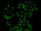 Fibroblast Growth Factor 14 antibody, 22-335, ProSci, Immunofluorescence image 