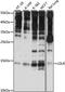 Small Nuclear Ribonucleoprotein U11/U12 Subunit 25 antibody, LS-C750480, Lifespan Biosciences, Western Blot image 