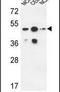Sphingomyelin Synthase 2 antibody, PA5-26802, Invitrogen Antibodies, Western Blot image 
