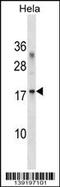 Ribosomal Protein L36a antibody, 60-233, ProSci, Western Blot image 