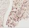 Family With Sequence Similarity 98 Member B antibody, FNab03001, FineTest, Immunohistochemistry frozen image 
