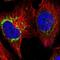 Inturned Planar Cell Polarity Protein antibody, PA5-57785, Invitrogen Antibodies, Immunofluorescence image 
