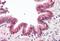 Baculoviral IAP Repeat Containing 6 antibody, orb18706, Biorbyt, Immunohistochemistry paraffin image 