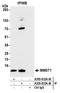 Membrane Magnesium Transporter 1 antibody, A305-832A-M, Bethyl Labs, Immunoprecipitation image 