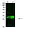 Potassium Channel Tetramerization Domain Containing 7 antibody, PA5-68478, Invitrogen Antibodies, Western Blot image 