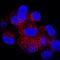 Synaptosome Associated Protein 29 antibody, MAB7869, R&D Systems, Immunocytochemistry image 