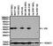Estrogen Receptor 1 antibody, MA5-13065, Invitrogen Antibodies, Western Blot image 