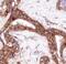 Collagen Type XXIII Alpha 1 Chain antibody, MA5-24188, Invitrogen Antibodies, Immunohistochemistry frozen image 