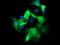 Fetal And Adult Testis Expressed 1 antibody, MA5-26084, Invitrogen Antibodies, Immunocytochemistry image 