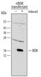 BCL2 Family Apoptosis Regulator BOK antibody, AF825, R&D Systems, Western Blot image 