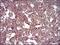 Caveolin-2 antibody, NBP2-52431, Novus Biologicals, Immunohistochemistry frozen image 