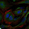 CRK Proto-Oncogene, Adaptor Protein antibody, LS-C814011, Lifespan Biosciences, Immunofluorescence image 