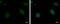Methyl-CpG Binding Domain 4, DNA Glycosylase antibody, GTX129605, GeneTex, Immunocytochemistry image 