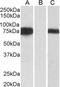 Forkhead Box C1 antibody, orb18545, Biorbyt, Western Blot image 