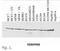 Heat shock protein HSP 90-beta antibody, AM26035PU-N, Origene, Western Blot image 