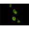 Spectrin Repeat Containing Nuclear Envelope Protein 2 antibody, MBS375177, MyBioSource, Immunocytochemistry image 