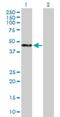 WAPL Cohesin Release Factor antibody, H00023063-B01P, Novus Biologicals, Western Blot image 