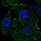 Lysophosphatidic Acid Receptor 3 antibody, NBP1-84903, Novus Biologicals, Immunofluorescence image 