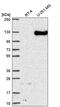 Neuropilin 2 antibody, PA5-65910, Invitrogen Antibodies, Western Blot image 