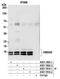 High Mobility Group Nucleosomal Binding Domain 3 antibody, A301-192A, Bethyl Labs, Immunoprecipitation image 