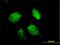 Heterogeneous Nuclear Ribonucleoprotein D antibody, H00003184-B01P, Novus Biologicals, Immunofluorescence image 