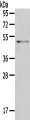 Oligodendrocyte Myelin Glycoprotein antibody, TA351471, Origene, Western Blot image 