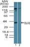 Distal-Less Homeobox 3 antibody, NBP2-24646, Novus Biologicals, Western Blot image 