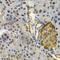 Ubiquitin D antibody, A5491, ABclonal Technology, Immunohistochemistry paraffin image 