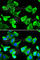Heat Shock Protein Family B (Small) Member 1 antibody, A0240, ABclonal Technology, Immunofluorescence image 