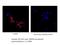 GPR50 antibody, 21514-1-AP, Proteintech Group, Immunofluorescence image 