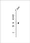 Sperm Tail PG-Rich Repeat Containing 1 antibody, PA5-49489, Invitrogen Antibodies, Western Blot image 