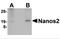 Nanos C2HC-Type Zinc Finger 2 antibody, 4645, ProSci, Western Blot image 